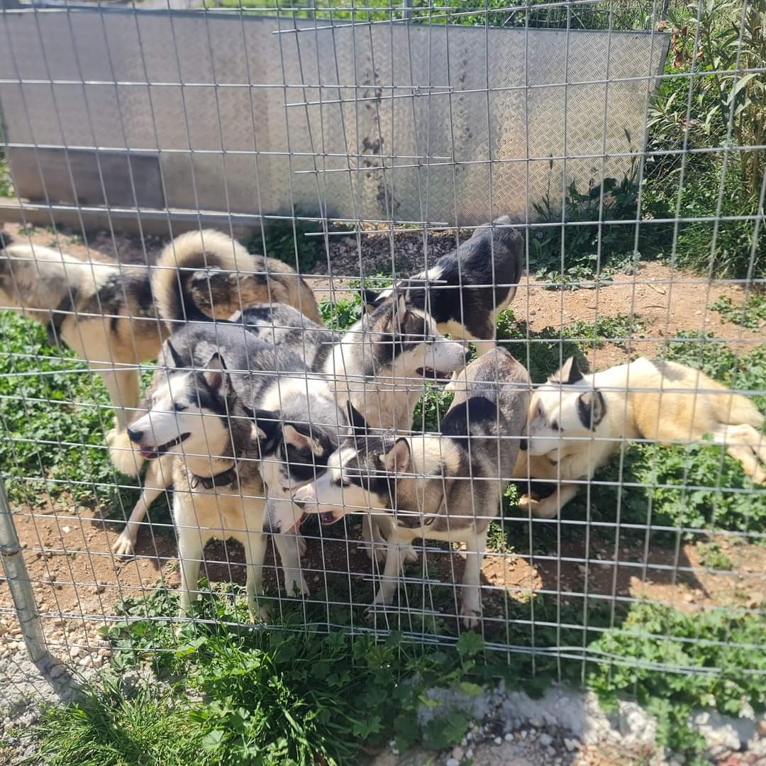 ΔΙΚΕΠΑΖ: Το πρώτο Διαδημοτικό Κέντρο Περίθαλψης Αδέσποτων Ζώων στην Ελλάδα