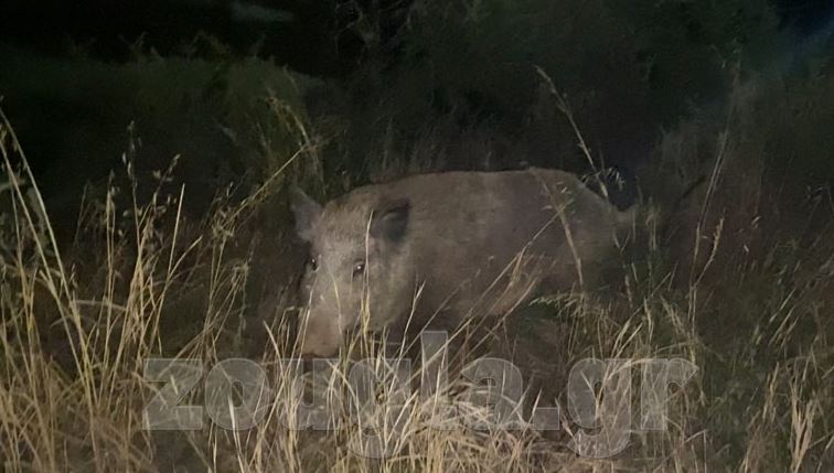 Αγριογούρουνα κάνουν βόλτες στην Πετρούπολη