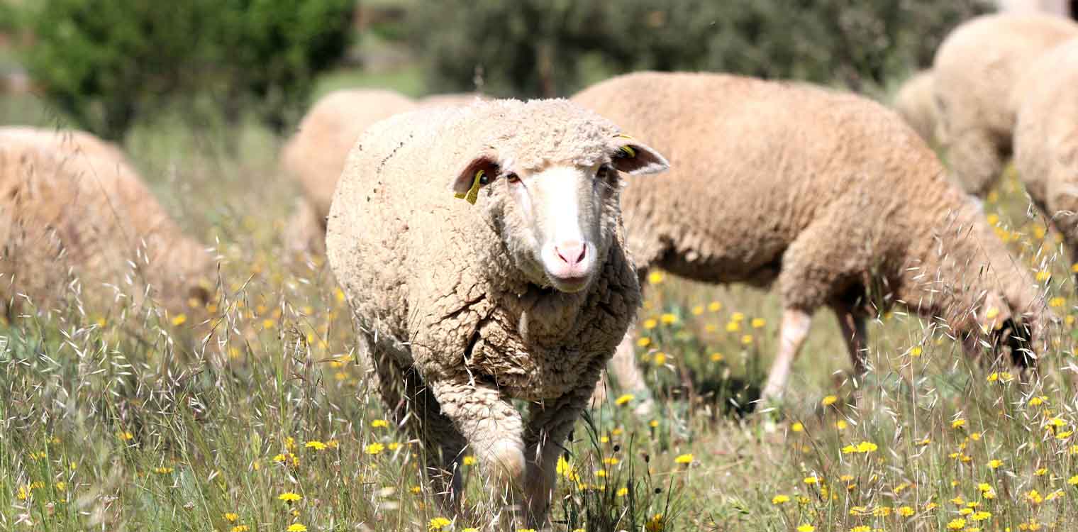 Δήλωση του Περιφερειάρχη Αττικής σχετικά με την εμφάνιση κρούσματος πανώλης των αιγοπροβάτων στην Αττική